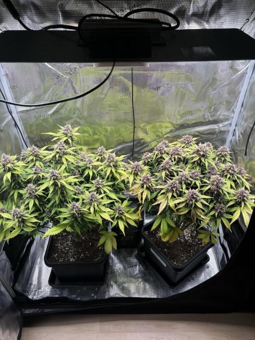 3x Fast Buds Lemon Cherry Cookies Auto. Week 9 - 04.05. - D60