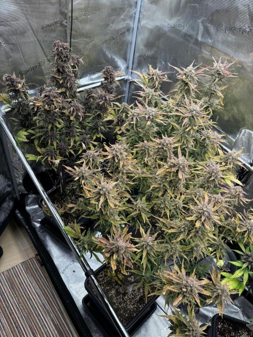 3x Fast Buds LSD-25 Auto. Week 9 - 04.05. - D60