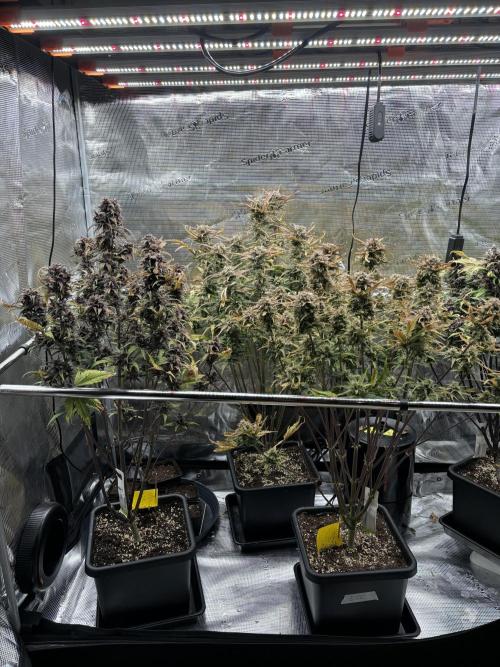 LSD-25 Auto. Week 9