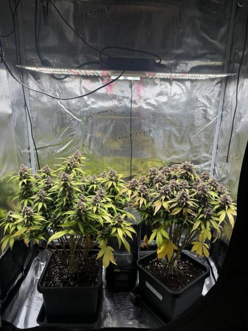 3x Fast Buds Lemon Cherry Cookies Auto. Week 9 - 07.05. - D63