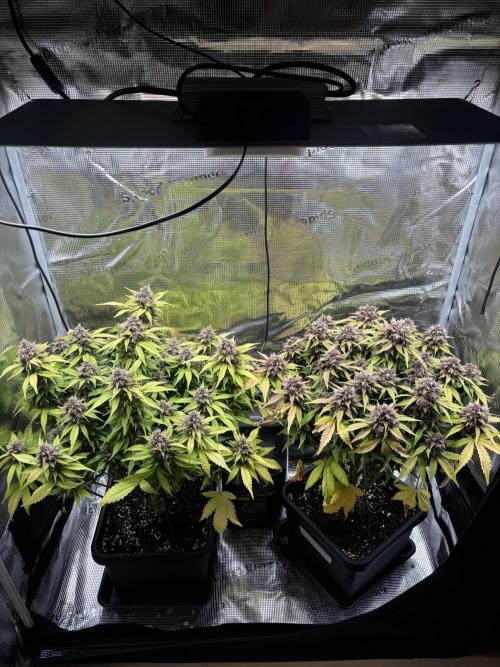3x Fast Buds Lemon Cherry Cookies Auto. Week 9 - 07.05 - D63