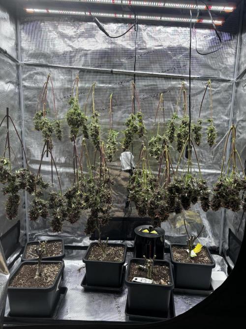 3x Fast Buds Lemon Cherry Cookies Auto. Week 10