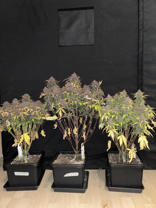 3x Fast Buds Lemon Cherry Cookies Auto. Week 10 - D67