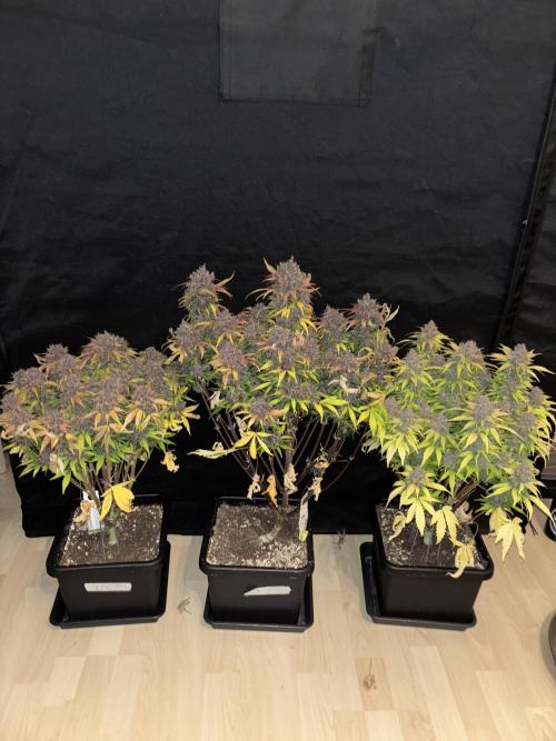 3x Fast Buds Lemon Cherry Cookies Auto. Week 10 - D67