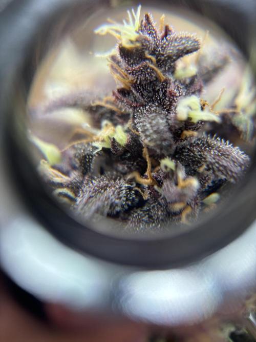 3x Fast Buds Lemon Cherry Cookies Auto. Week 10 - D66