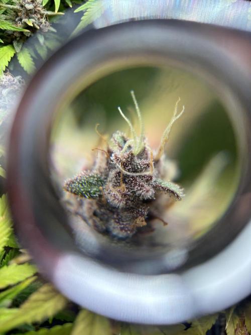 3x Fast Buds Lemon Cherry Cookies Auto. Week 10 - D66