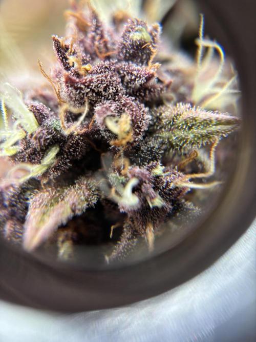 3x Fast Buds Lemon Cherry Cookies Auto. Week 10 - D66