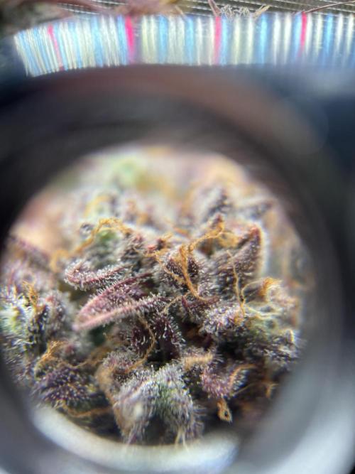 3x Fast Buds LSD-25 Auto. Week 10 - D66