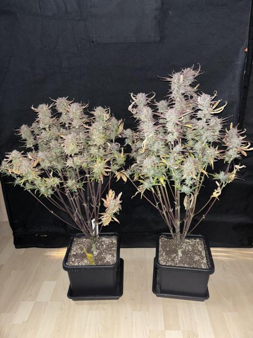 3x Fast Buds LSD-25 Auto. Week 10 - D67