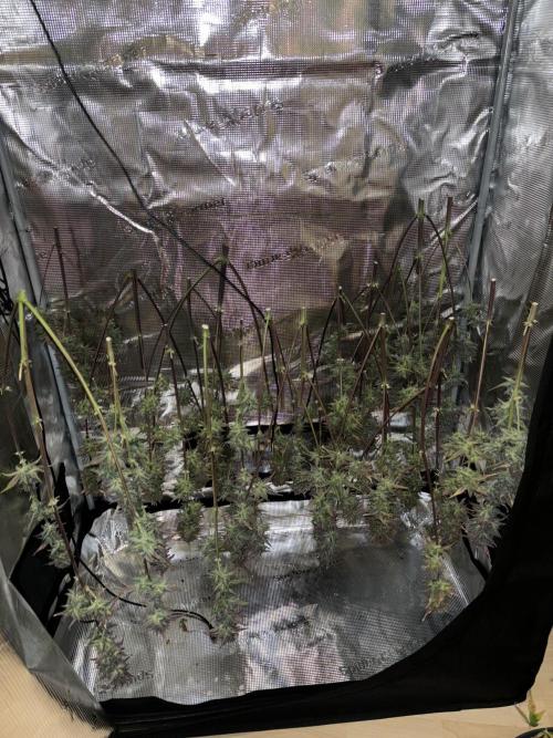 LSD-25 Auto. Week 10