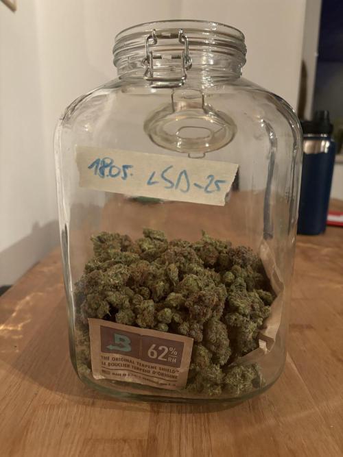 LSD-25 Auto. Week 10