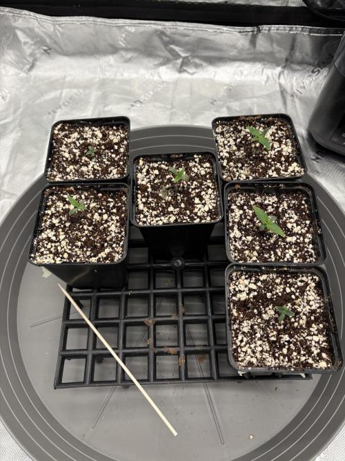 2x Fast Buds Z-UP Auto. Week 1 - 11.06. - D2