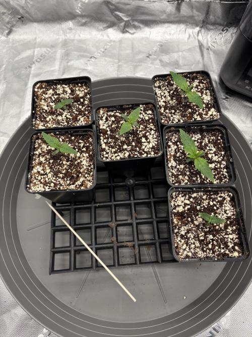 3x Fast Buds Orange Sherbet Auto. Week 1 - 13.06. - D4