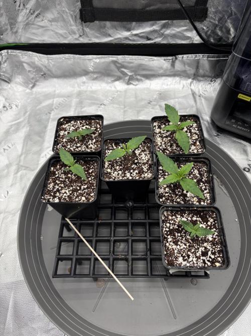 3x Fast Buds Orange Sherbet Auto. Week 1 - 14.06. - D5