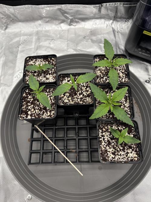 3x Fast Buds Orange Sherbet Auto. Week 1 - 15.06. - D6