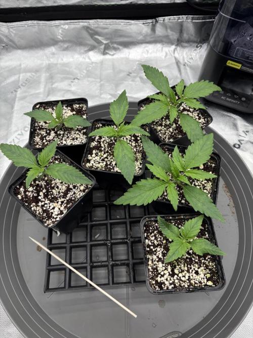 Z-Up Auto. Week 1