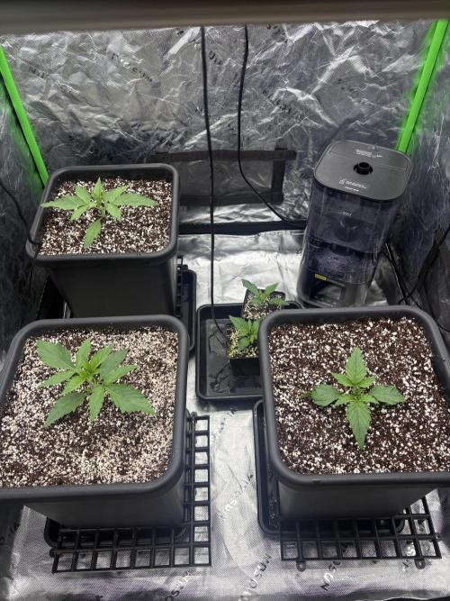 3x Fast Buds Orange Sherbet Auto. Week 2 - 17.06. - D8