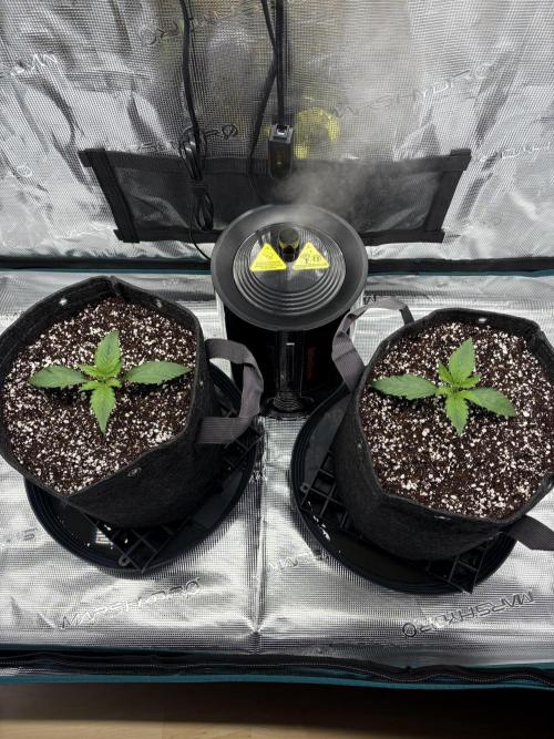 Z-Up Auto. Week 2