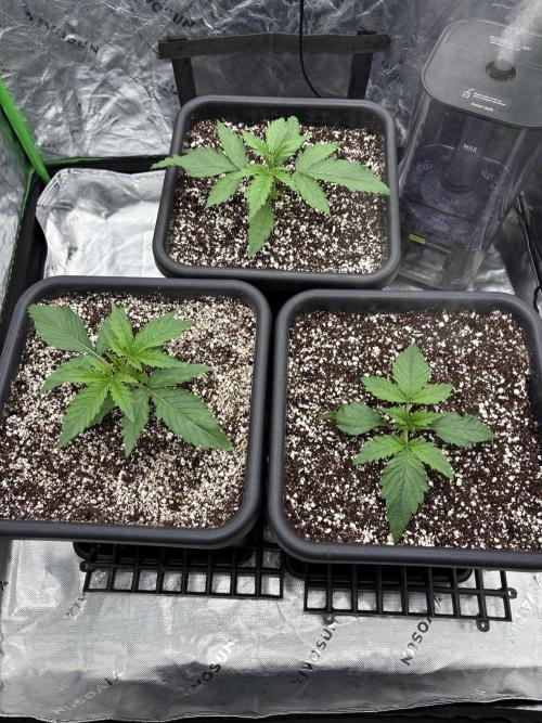 Orange Sherbet Auto. Week 2
