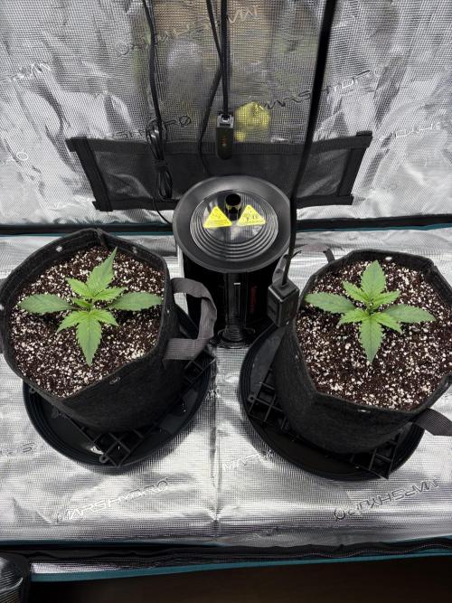 Z-Up Auto. Week 2
