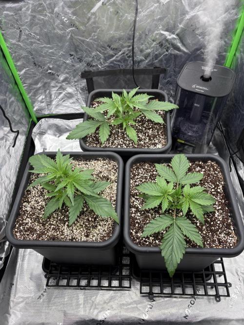 Orange Sherbet Auto. Week 2
