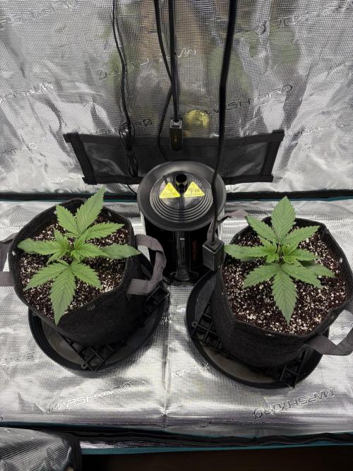 Z-Up Auto. Week 2