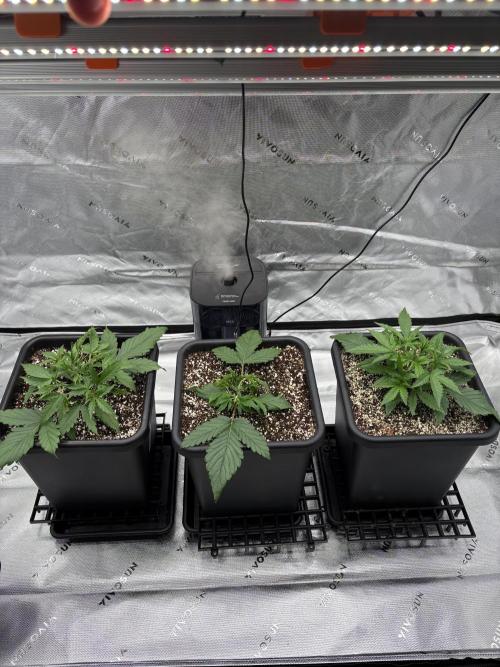Orange Sherbet Auto. Week 2