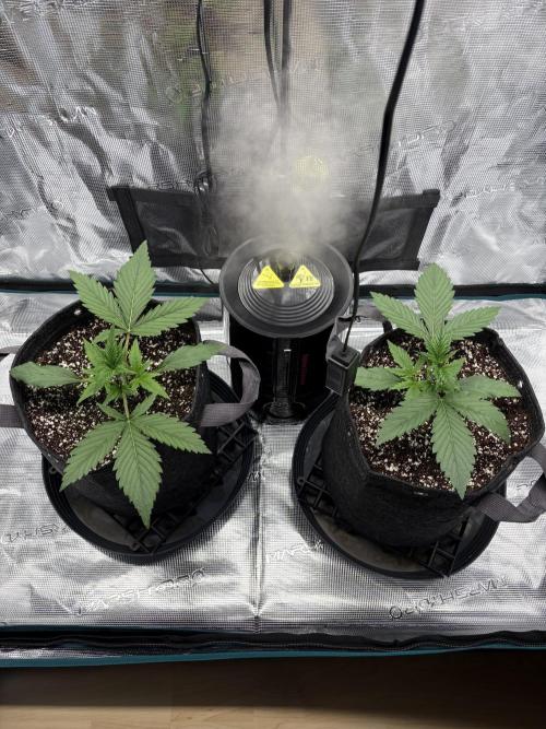 Z-Up Auto. Week 2