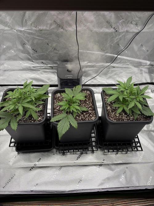 Orange Sherbet Auto. Week 2