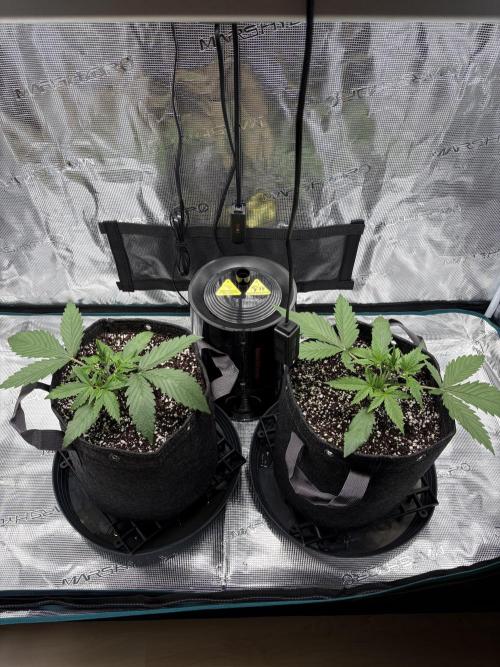 Z-Up Auto. Week 2