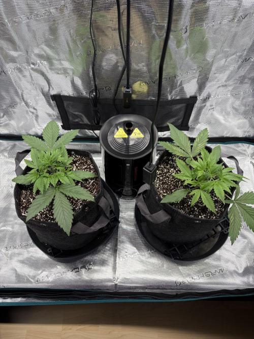 Z-Up Auto. Week 3