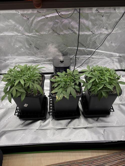 3x Fast Buds Orange Sherbet Auto. Week 3 - 26.06. - D17