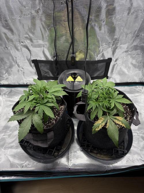 Z-Up Auto. Week 3