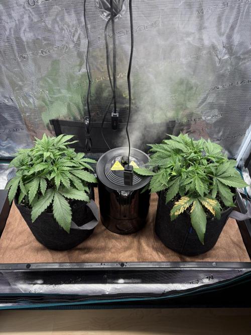 2x Fast Buds Z-UP Auto. Week 3 - 28.06. - D19