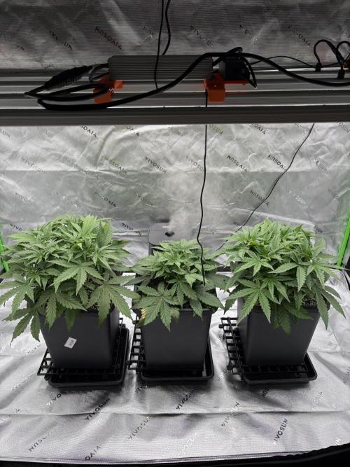 3x Fast Buds Orange Sherbet Auto. Week 3 - 28.06. - D19