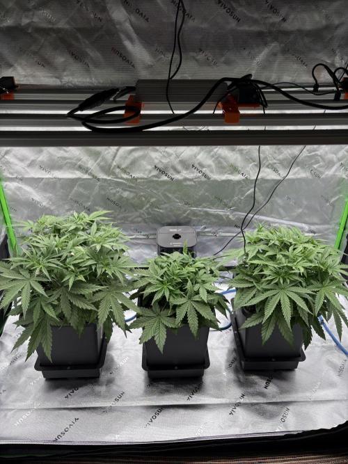 3x Fast Buds Orange Sherbet Auto. Week 3 - 30.06. - D21