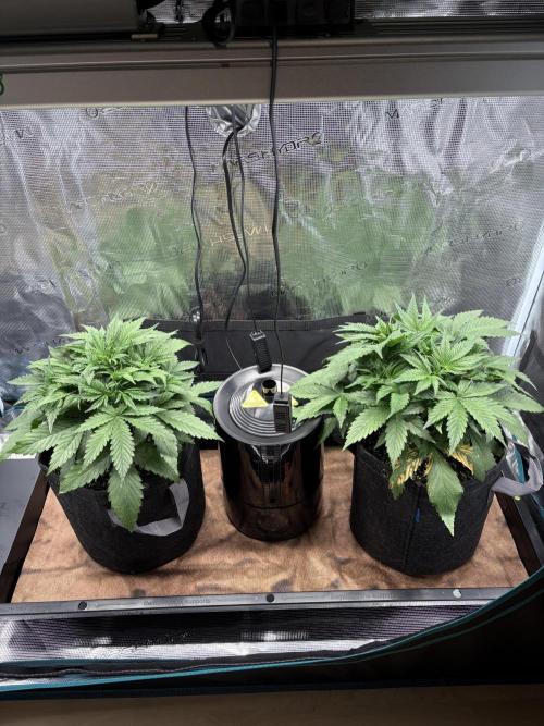Z-Up Auto. Week 3
