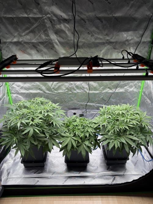 3x Fast Buds Orange Sherbet Auto. Week 4 - 03.07. - D24