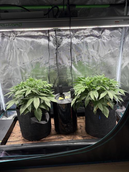 2x Fast Buds Z-UP Auto. Week 4 - 03.07. - D24
