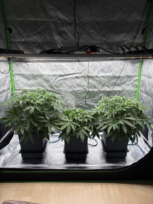 3x Fast Buds Orange Sherbet Auto. Week 4 - 03.07. D24