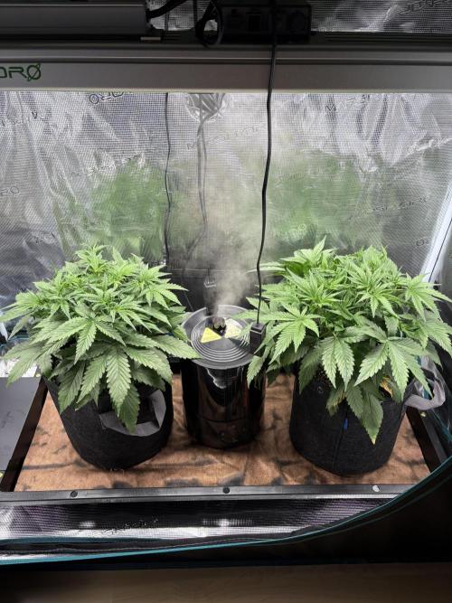 2x Fast Buds Z-UP Auto. Week 4 - 03.07. - D24