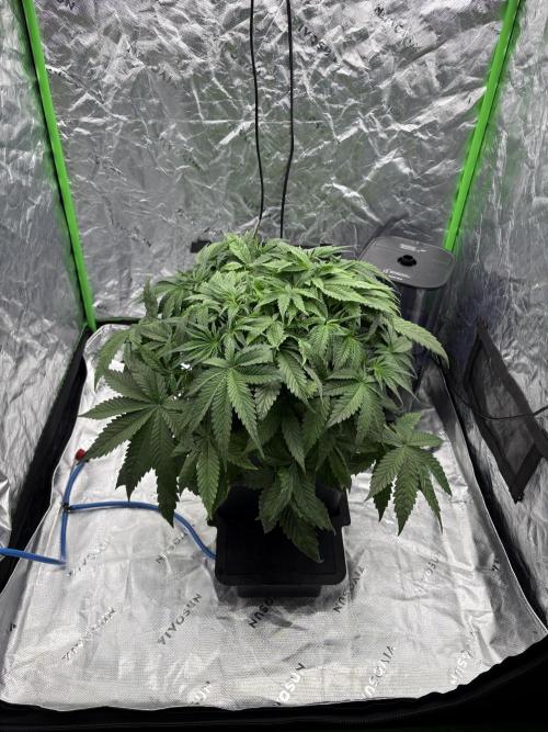 3x Fast Buds Orange Sherbet Auto. Week 4 - 05.07. - D26