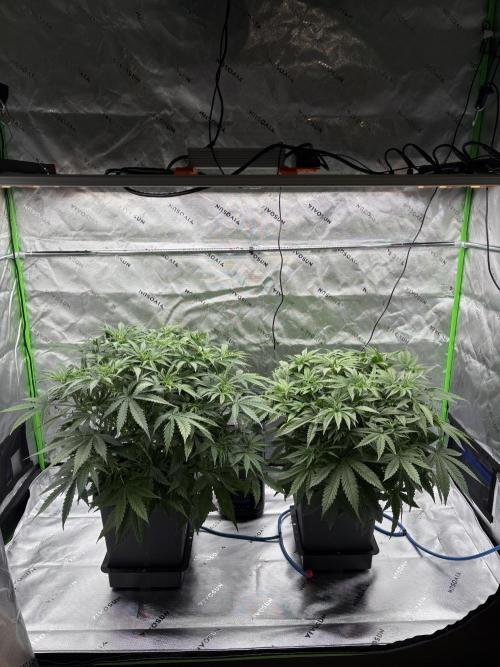 3x Fast Buds Orange Sherbet Auto. Week 4 - 05.07. - D26