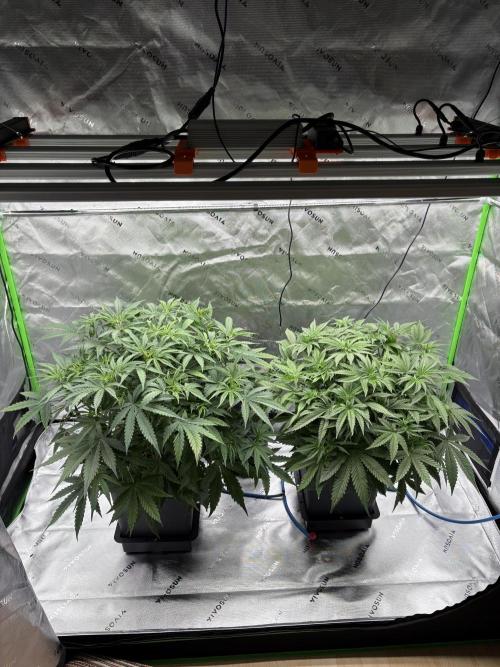 3x Fast Buds Orange Sherbet Auto. Week 4 - 05.07. - D26