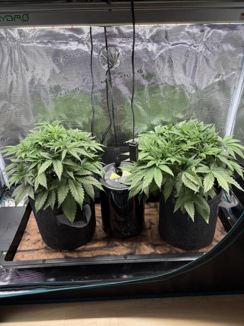 2x Fast Buds Z-UP Auto. Week 4 - 05.07. - D26