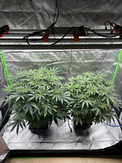 3x Fast Buds Orange Sherbet Auto. Week 4 - 07.07. - D28
