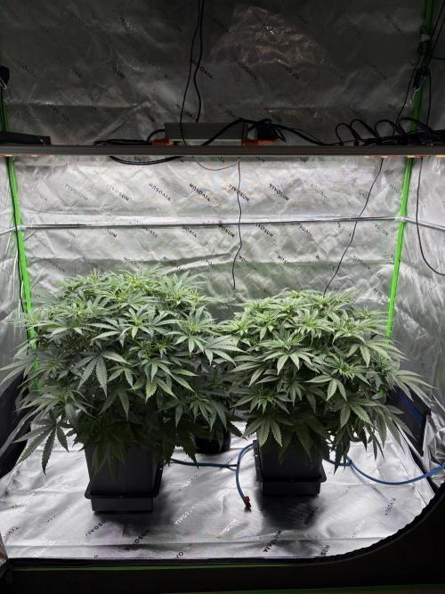 3x Fast Buds Orange Sherbet Auto. Week 4 - 07.07. - D28