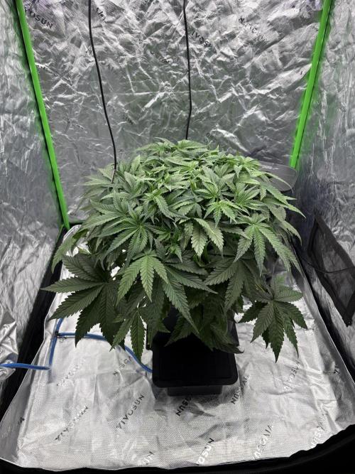 3x Fast Buds Orange Sherbet Auto. Week 4 - 07.07. - D28