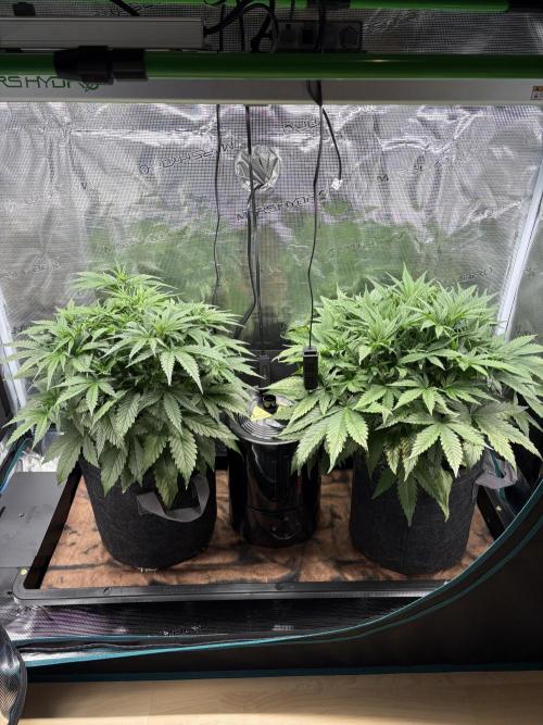 2x Fast Buds Z-UP Auto. Week 4 - 07.07. - D28