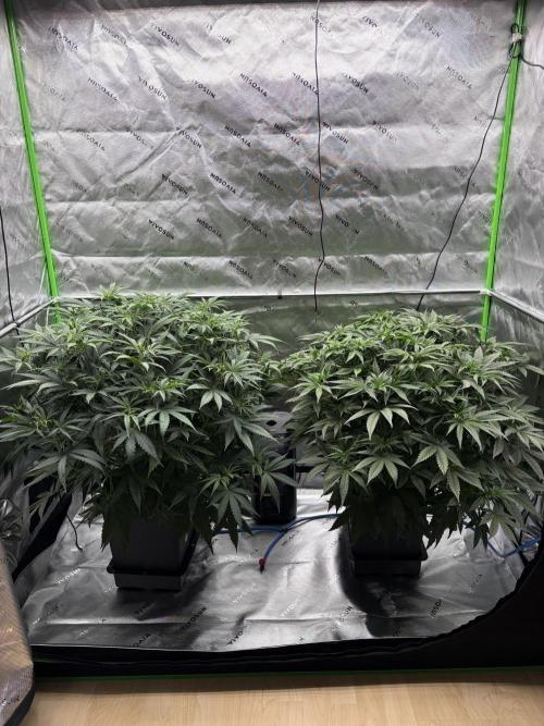 3x Fast Buds Orange Sherbet Auto. Week 5 - 10.07. - D31